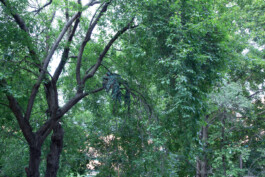 Kenneth Constance Loe