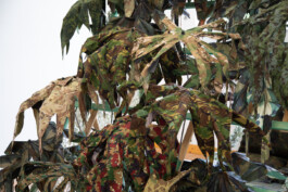 Kenneth Constance Loe